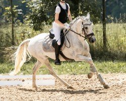 dressage horse Cassandra 440 (Dutch Pony, 2013)