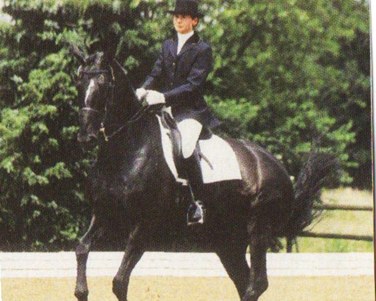 horse Acajou 41 (Hanoverian, 1995, from Archipel)