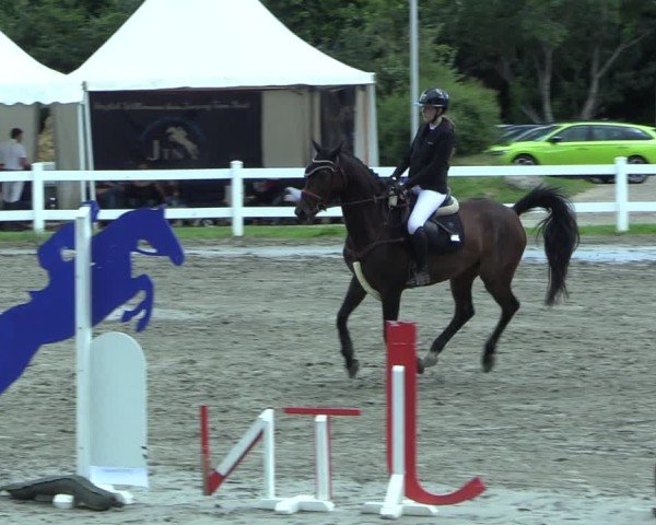 Reitturnier Mildstedt - Jumping Team Nord 2025