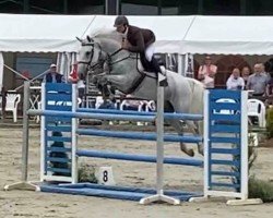 jumper Sapphire 9 (KWPN (Royal Dutch Sporthorse), 2009, from Verdi)