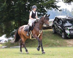 dressage horse Crazy Destination (Oldenburg, 2017, from Casallco)
