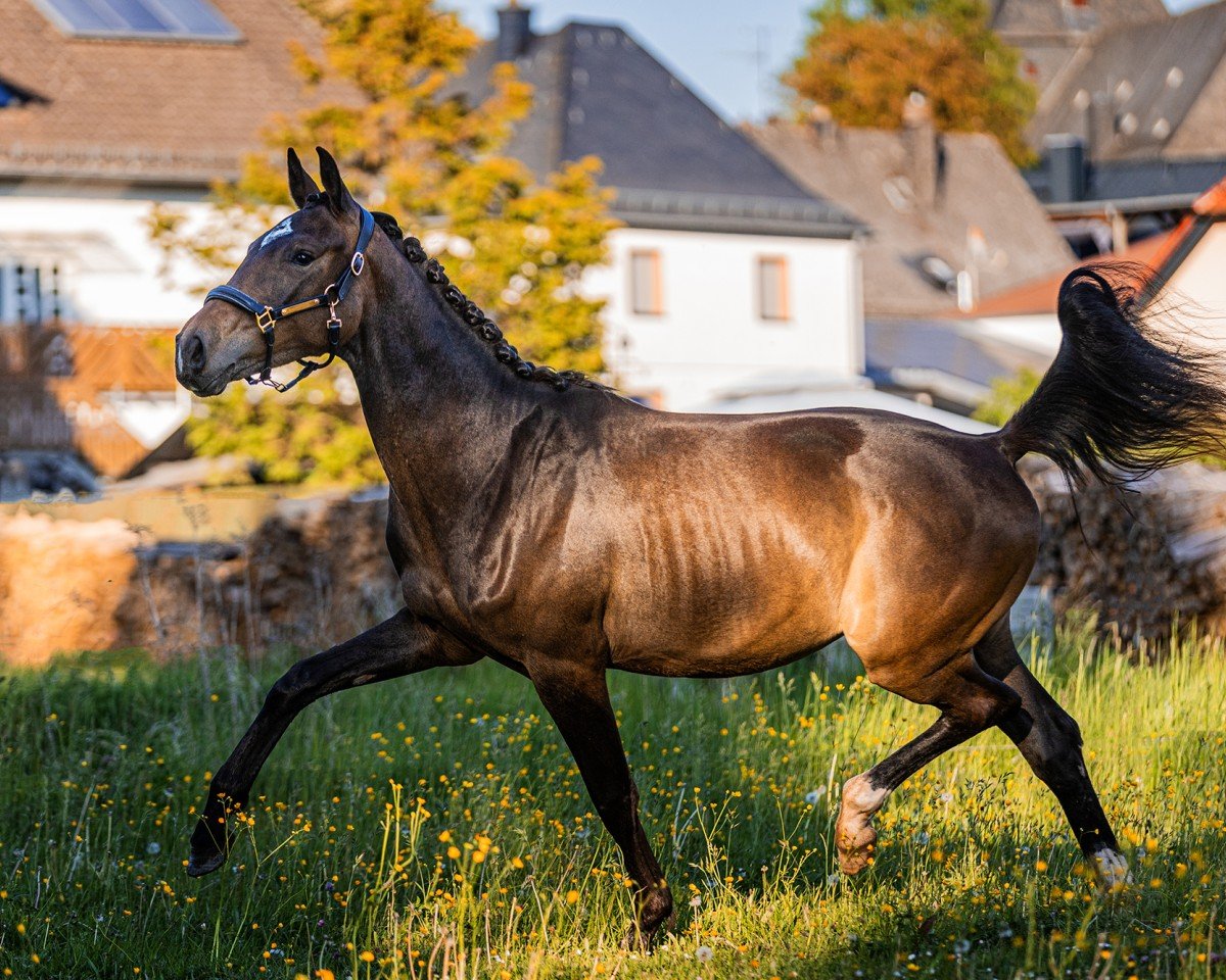 Caballo Flora Rose MH (Oldenburgués, 2023, de Ellis NRW)