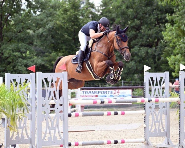 Cavallo da salto Contagio's Chino (Hannoveriano, 2020, di Contagio)