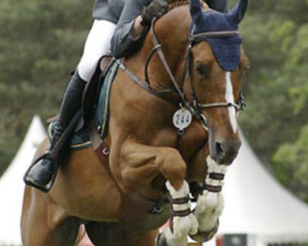 Deckhengst Wido (Belgisches Warmblut, 1999, von Nabab de Rêve)