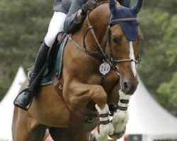 Deckhengst Wido (Belgisches Warmblut, 1999, von Nabab de Rêve)