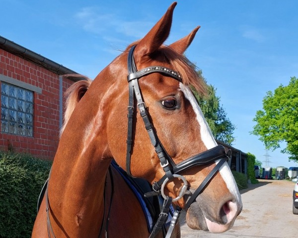 Springpferd Löwenherz 111 (Westfale, 2011, von Lord Loxley I)