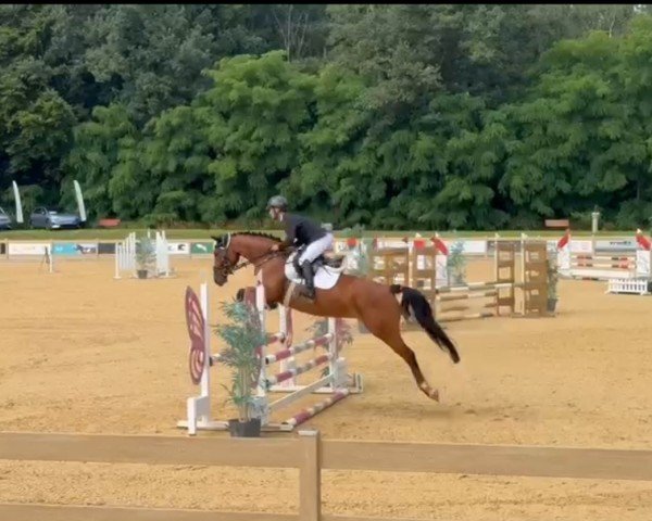 horse Cordula Gold (Mecklenburg, 2019, from Coupe Gold)