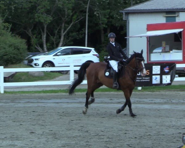 Reitturnier Mildstedt - Jumping Team Nord 2025