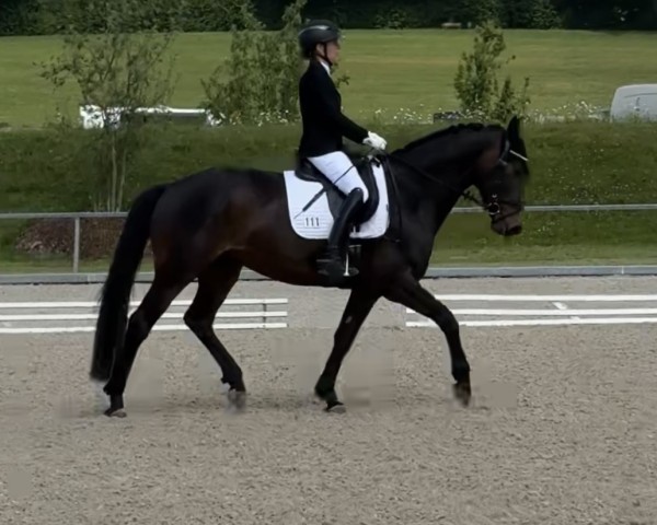 dressage horse Madame Lou Lou (German Warmblood, 2018, from Morricone)
