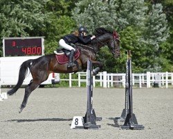jumper Conterace (Lithuanians Warmblood, 2013, from Contendro II)