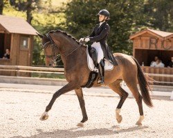 dressage horse Dualibre (Oldenburg, 2016, from Don Juan de Hus)