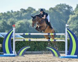 Cavallo da salto Cliff (Cavallo Sportivo Tedesco, 2017, di Cellestial)