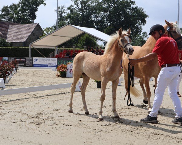 foal by Abendfee L (ox 10,94%) (Edelbluthaflinger, 2025, from Ansgar (7,91% ox))