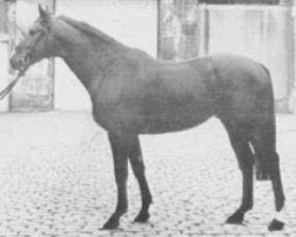 Deckhengst Emir XI (Selle Français, 1970, von Francilius xx)