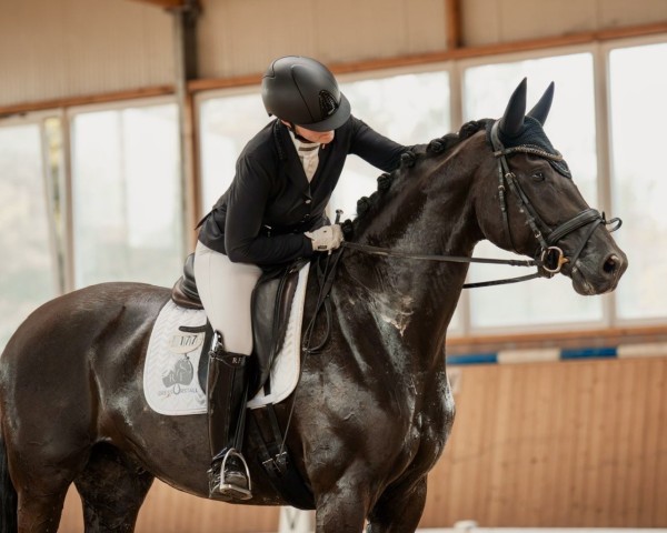 horse Tolstoi (Westphalian, 2020, from Glock's Toto Jr.)