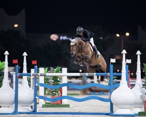 Cavallo da salto Heavens Light H (Holsteiner, 2015, di Stanfour 4)