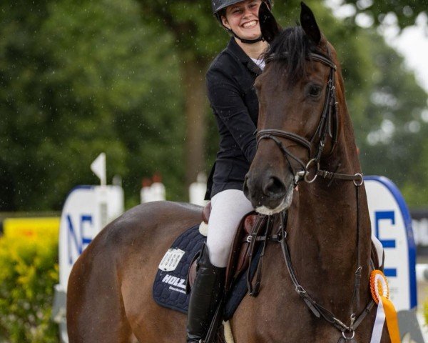 Caballo de salto Déjà Vu Deluxe (Caballo de Salto Oldenburgués, 2019, de Dinken)