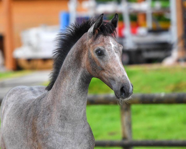 Horse Hengst von Jasper / Lordanos (Holsteiner, 2024, from Jasper)