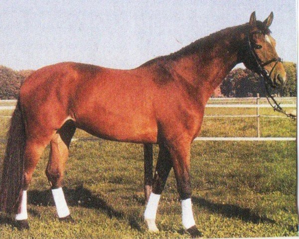 Springpferd Conczetto (Westfale, 1999, von Coronino)
