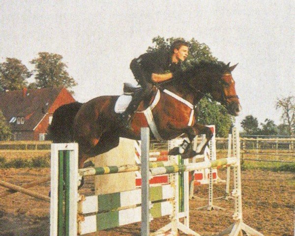 Pferd Victorius (Hannoveraner, 1995, von Velten Third)