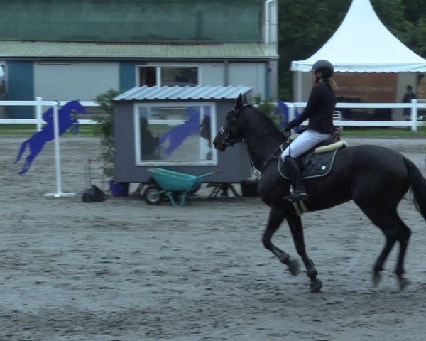 Reitturnier Mildstedt - Jumping Team Nord 2025