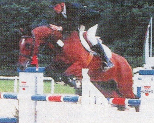 horse Playboy 190 (Westphalian, 1995, from Piggott)