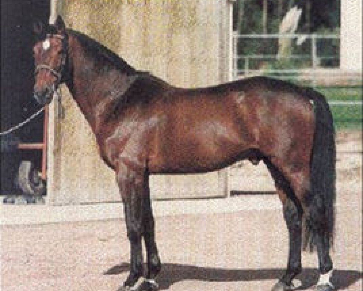 stallion Royal Feu (Selle Français, 1983, from Lord Gordon)
