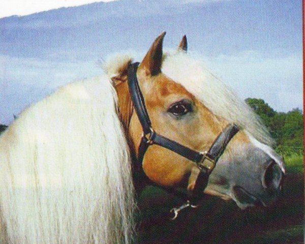 stallion Alkalde (Haflinger, 1994, from Aaron)