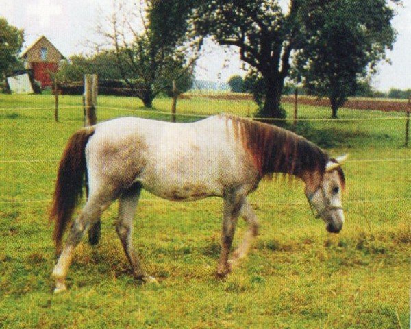 horse Nibal (Arabian, 2004, from Niran ox)