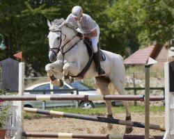 broodmare Clair 22 (German Sport Horse, 2011, from Clarimo Ask)