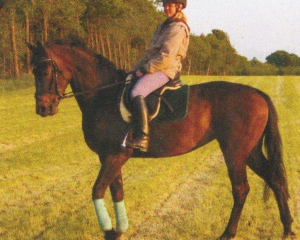 broodmare Arabella (Oldenburg, 2001, from Friedensfürst)