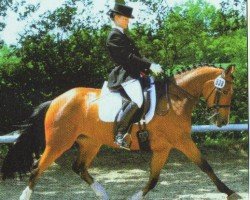 Dressurpferd Nikita (Deutsches Reitpony, 2001, von Nibelungenheld II)