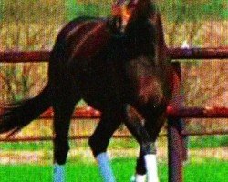 dressage horse Floggensee's Viana (Oldenburg, 2006, from Sir Floggensee)