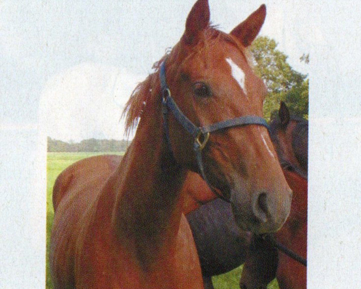 Pferd Scully 23 (Oldenburger, 2000, von Santander H)