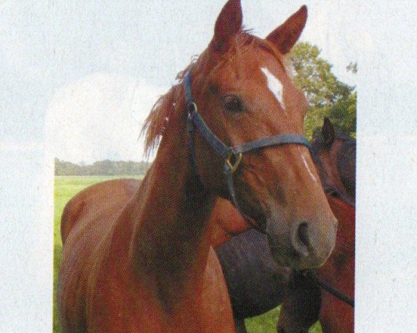 Pferd Scully 23 (Oldenburger, 2000, von Santander H)
