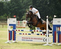 jumper Siwa 9 (Oldenburg show jumper, 2017, from Stakkato Gold)