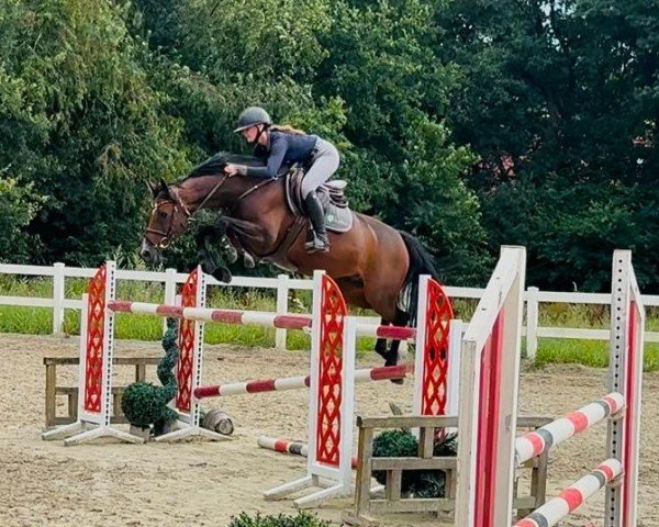 jumper Chiakki Z (Hanoverian, 2014, from Cormint)