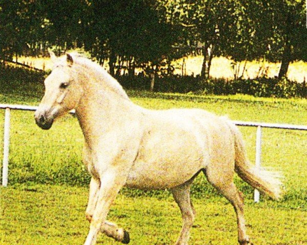 horse Amos (Fjord Horse, 2000, from Athos FJH-S 684)