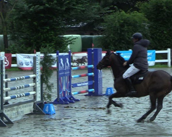 Reitturnier Mildstedt - Jumping Team Nord 2025
