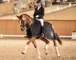 dressage horse Belvedere L (Oldenburg, 2017, from Ballantines)