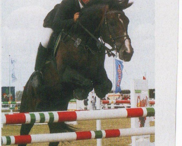 Pferd Calibre 3 (Hannoveraner, 1995, von Cashman) Pferd Calibre 3 (Hannoveraner, 1995, von Cashman)