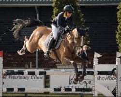 Springpferd Honesty Chavannaise (Belgium Sporthorse, 2013, von President)