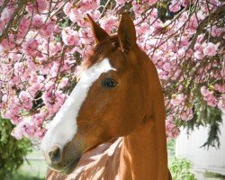 jumper Boccato AG (Hanoverian, 2007, from Balou du Rouet)