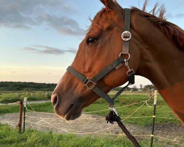 Horse Kingsmillmoore (English Thoroughbred, 2017, from Dawn Approach xx)
