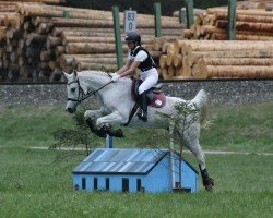 dressage horse Al Montasir (Arabian purebred, 2012)