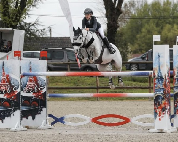 Springpferd Catch Me (Holsteiner, 2012, von Castelan 3)