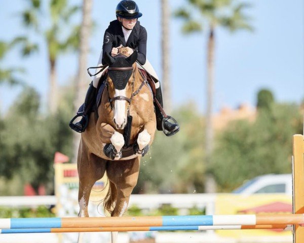 jumper Esmeralda EM Z (Zangersheide riding horse, 2019, from Emerald van 't Ruytershof)