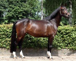Pferd Viva l´amore K (Westfale, 2021, von Vaderland OLD)
