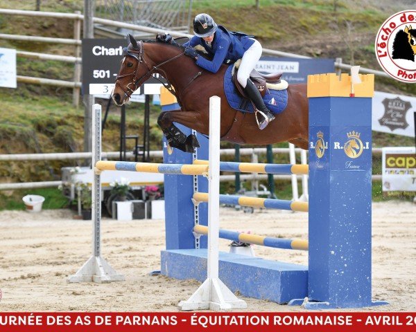 Cavallo da salto Up Le Ti'Wan (Selle Français, 2008, di Moonlight Berenger)