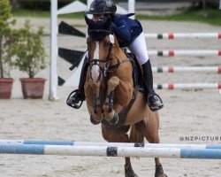 Springpferd Bounty des Cretes (Französisches Pony, 2011, von Rosco de Bellefond)
